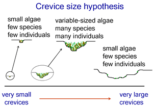 crevice size hypothesis